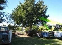 Kwikfynd Tree Management Services
mountadrah