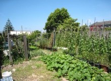 Kwikfynd Vegetable Gardens
mountadrah